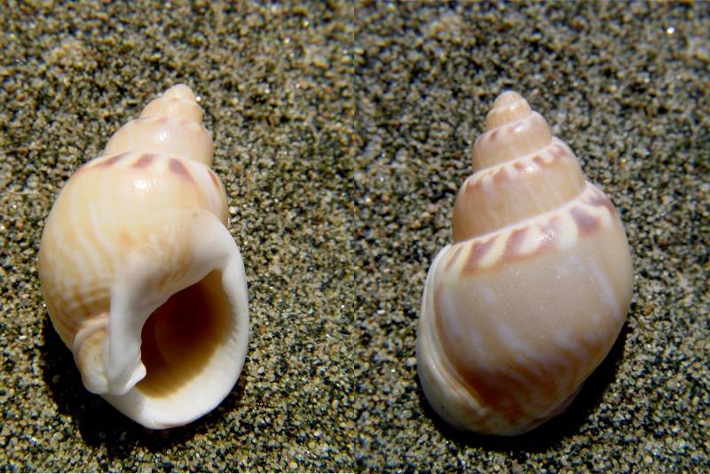 Nassarius (Sphaeronassa) mutabilis